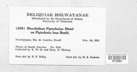 Diorchidium piptadeniae image